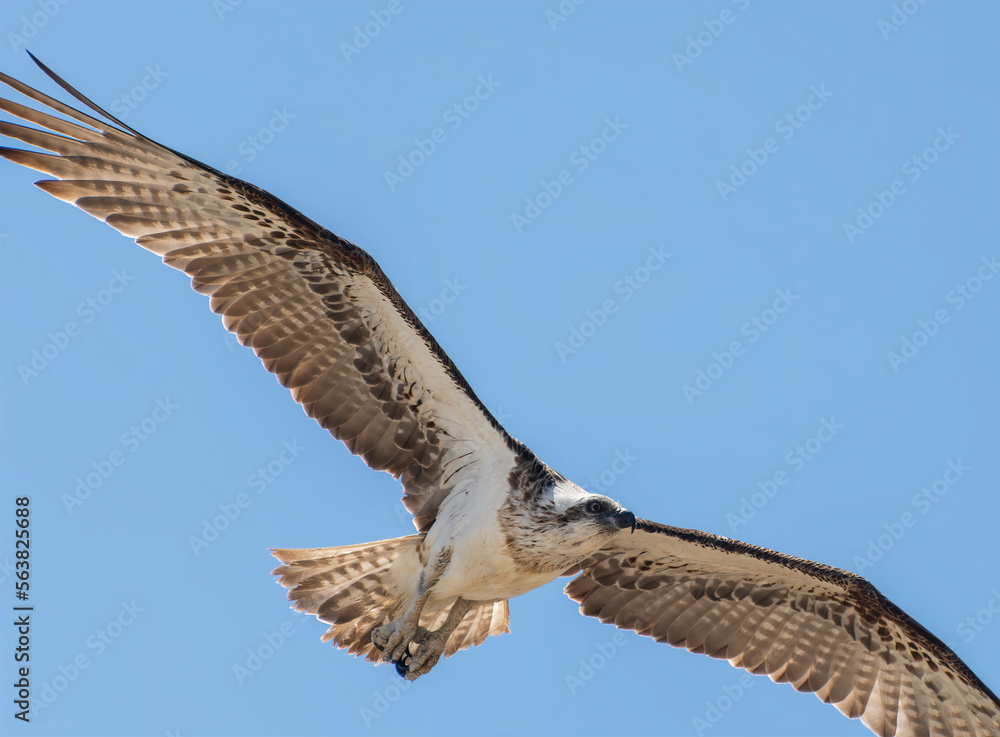 The osprey, also called sea hawk, river hawk, and fish hawk, is a diurnal, fish-eating bird of prey with a cosmopolitan range. It is a large raptor reaching more than 60 cm in length and 180 cm across