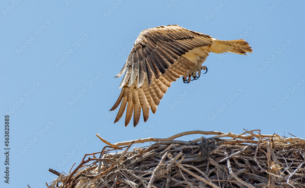 The osprey, also called sea hawk, river hawk, and fish hawk, is a diurnal, fish-eating bird of prey with a cosmopolitan range. It is a large raptor reaching more than 60 cm in length and 180 cm across