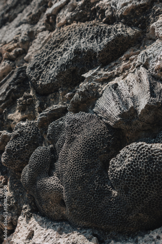 Delft Island, Sri Lanka - March 5th, 2022 : corals on Delft Island, used as bricks to build walls Delft Island, Sri Lanka - March 5th, 2022 : corals on Delft Island, used as bricks to build walls