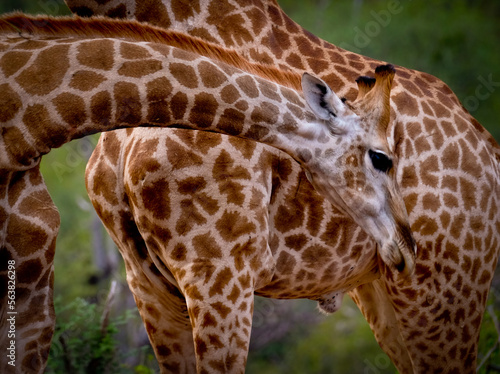 Canvas Print Giraffe patterns