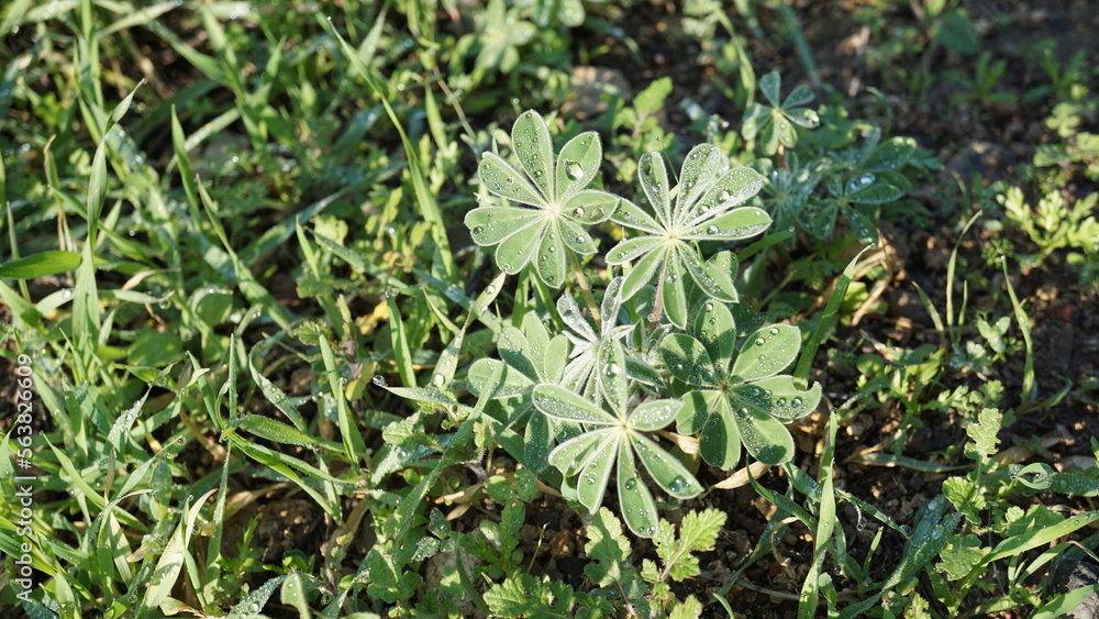 Green plants with rain drops in the hiking area Tel Sokha in Israel in the month of January Green plants with rain drops in the hiking area Tel Sokha in Israel in the month of January