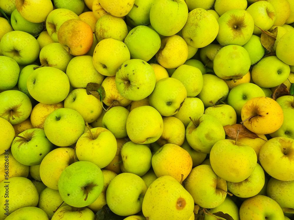 background. lots of yellow and green apples. the concept of fruit harvest for the farmer. healthy and delicious food and dessert. background. lots of yellow and green apples. the concept of fruit harvest for the farmer. healthy and delicious food and dessert.