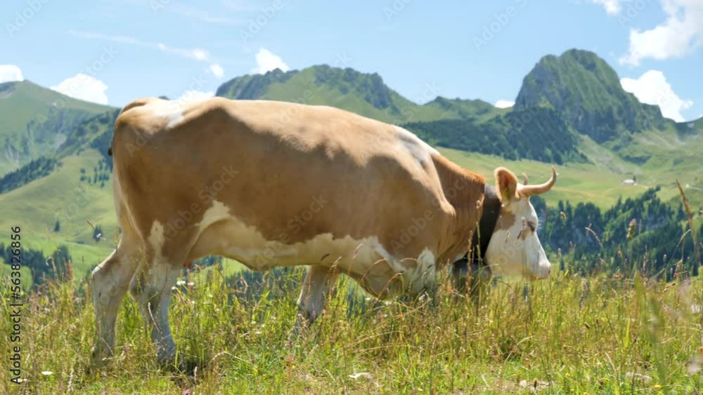 cow pasture in meadow, alps mountain background cow pasture in meadow, alps mountain background