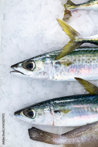 Peces frescos en la lonja del pescado de un puerto / pescaderia. Pesca, fresco, frescor, comida, dieta mediterránea.