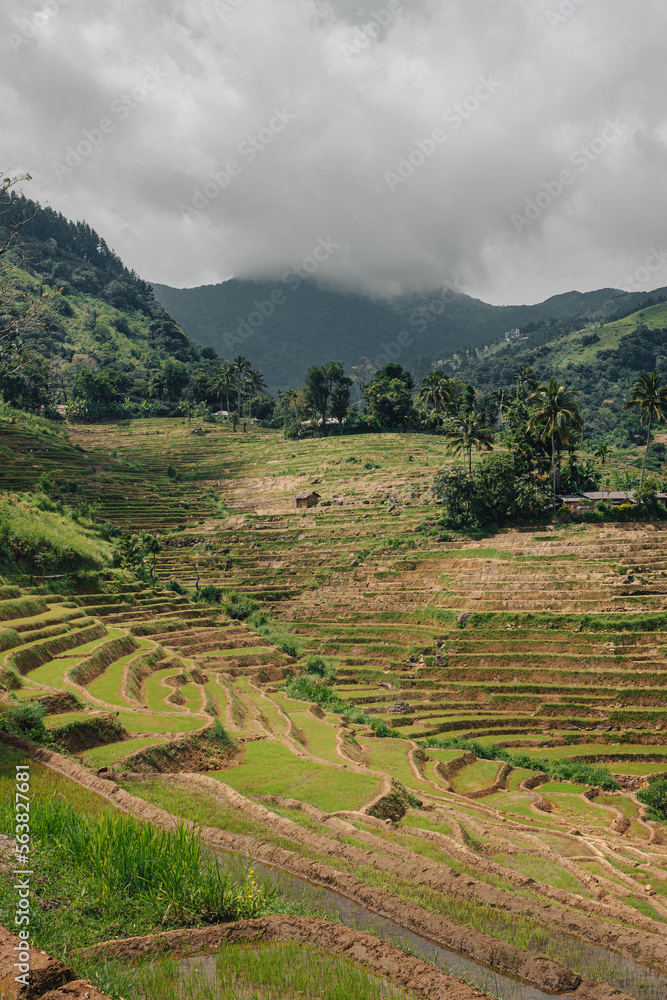 Terraced rice fields in Sri Lanka