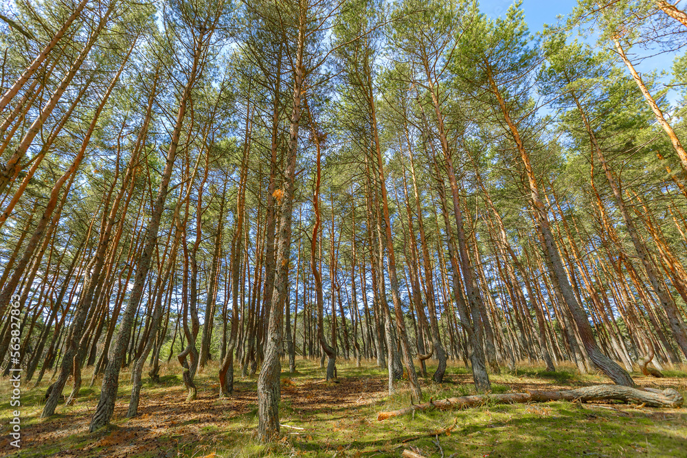 Dancing forest is sight of Curonian Spit national park in Kaliningrad region, Russia. Old pine trees trunks growing up into blue sky, bottom view. Forest landscape, beauty in nature Dancing forest is sight of Curonian Spit national park in Kaliningrad region, Russia. Old pine trees trunks growing up into blue sky, bottom view. Forest landscape, beauty in nature