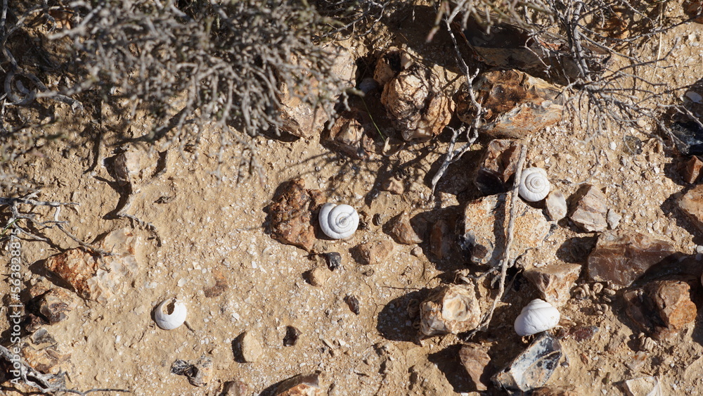 White desert snails on the hiking trail from the religious community settlement Merhav Am to the Hatzaz Water Holes in the Negev desert in Israel in the month of January