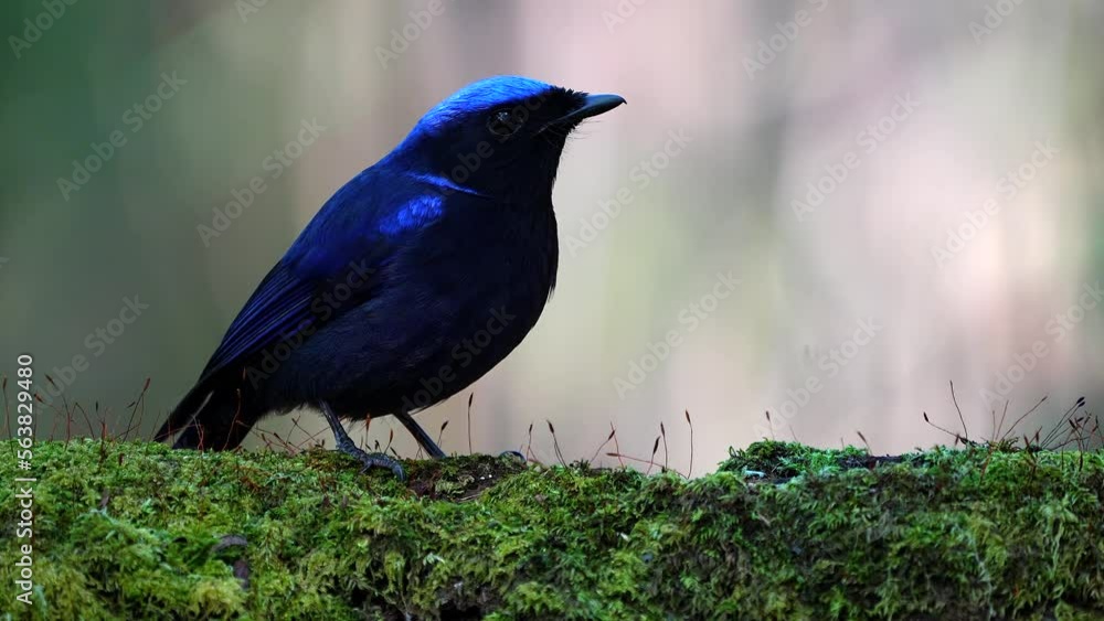 Large niltava (Niltava grandis) male bird in the family Muscicapidae. It is found in Asia region. Its natural habitat is subtropical or tropical montane forests. Large niltava (Niltava grandis) male bird in the family Muscicapidae. It is found in Asia region. Its natural habitat is subtropical or tropical montane forests.