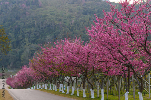 Cherry blossom season on Doi Ang Khang, Chiang Mai, Thailand photo