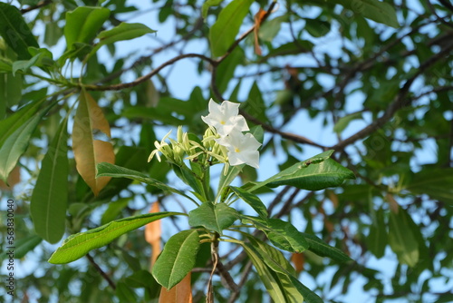 White flower on the tree with blue sky background. (Scientific name)