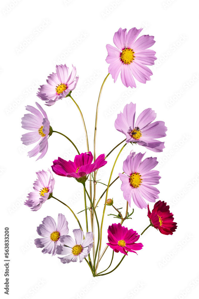 Bouquet of Pink and red cosmos flower with copy space and clipping path.