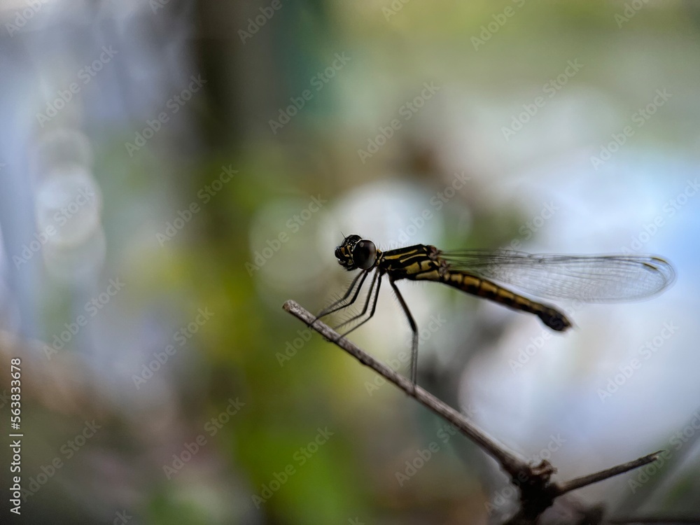 Selective focus view of dragonfly on the leaf with blurred background. Macro photography. Selective focus view of dragonfly on the leaf with blurred background. Macro photography.