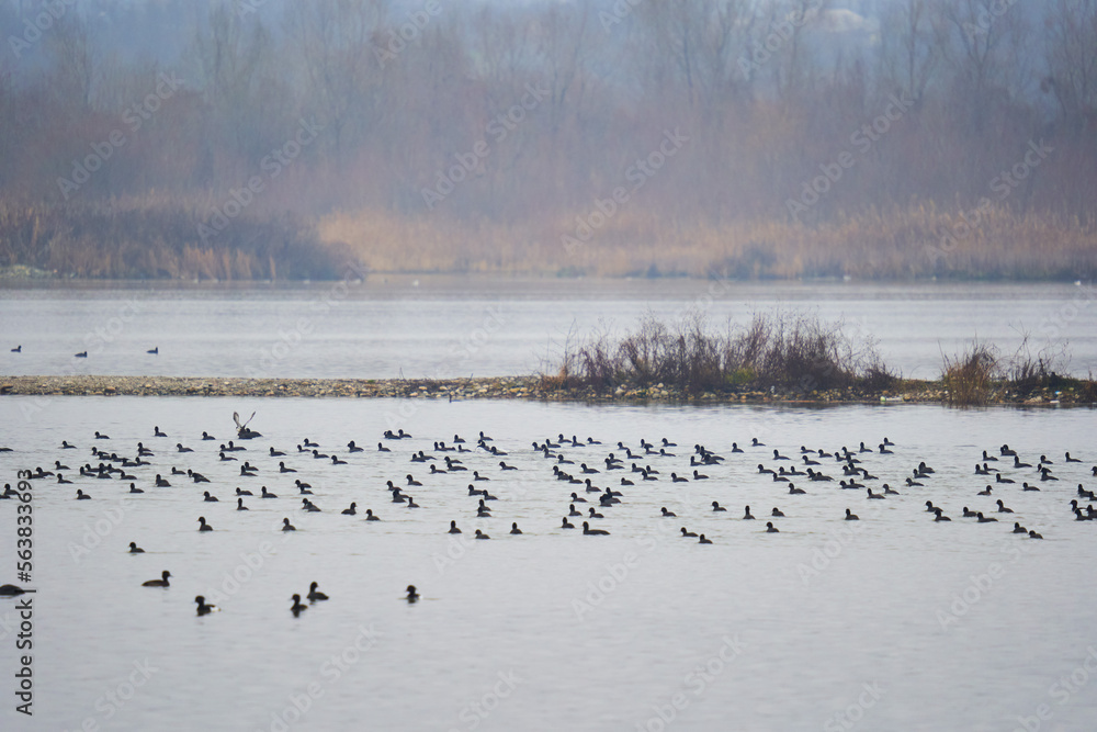 Flock of coots on the river