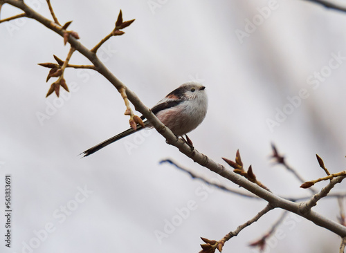 Long tailed tit perched