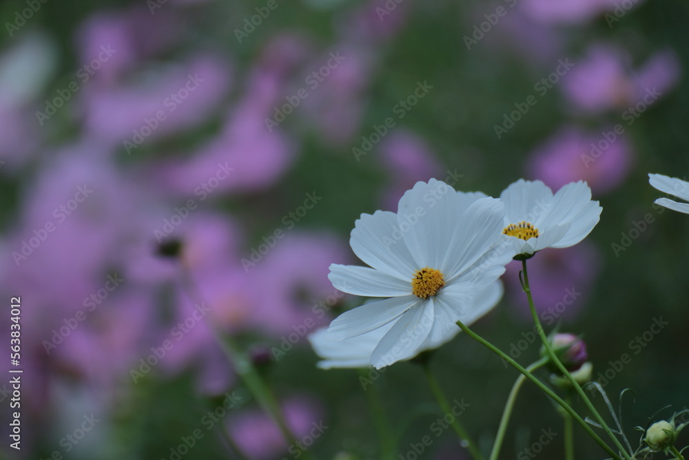 Fototapeta premium 秋風に揺れて咲く