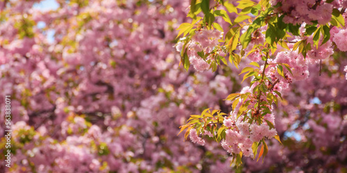 lush blossom of sakura branches. spring garden background