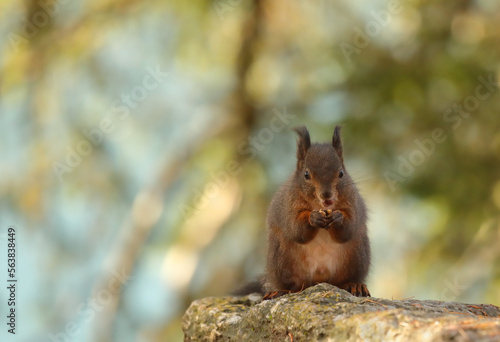 A cute brown red squirrel eating nut on a rock against a blurred background © Mathias Pabst
