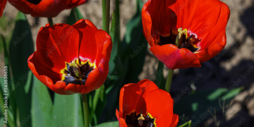 red tulips in the garden. flowers on a sunny day red tulips in the garden. flowers on a sunny day