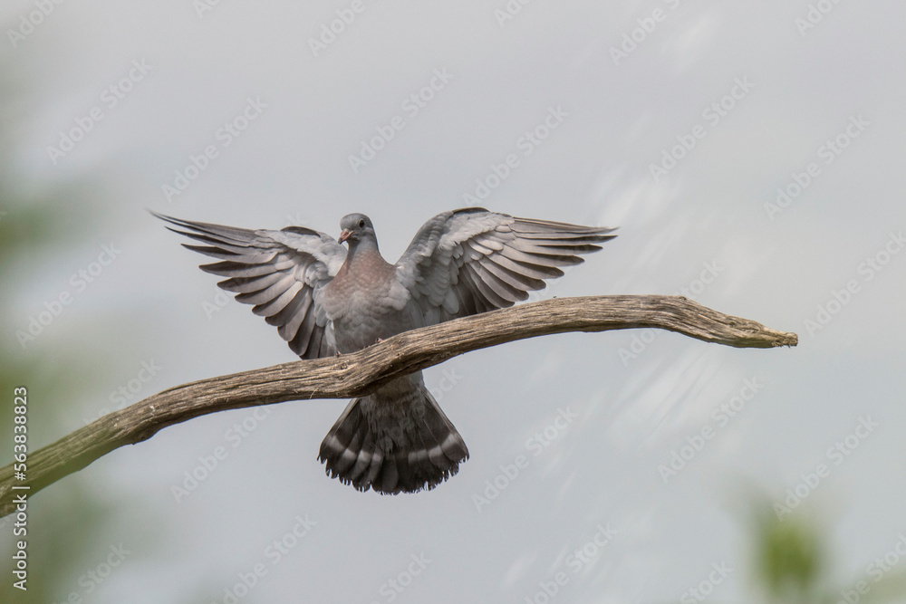 Fototapeta premium Hohltaube (Columba oenas)