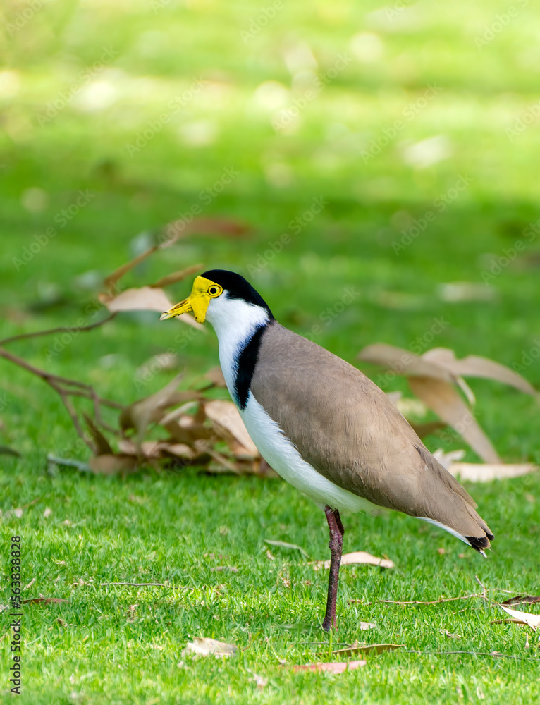 Naklejka premium The masked lapwing (Vanellus miles) Western Australia
