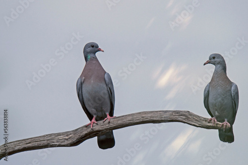 Hohltaube (Columba oenas) photo