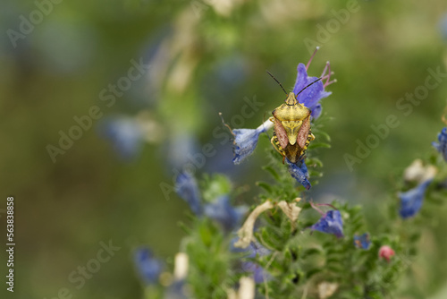 Purpur-Fruchtwanze (Carpocoris purpureipennis) © gebut