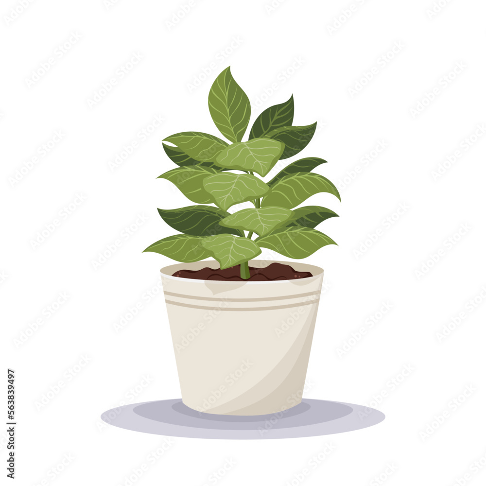 Philodendron Birkin. Home plant in the minimalistic pot. Home decor and gardening concept. Cute isolated vector illustration for product design and decoration