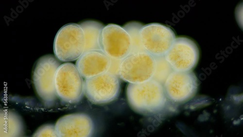 Movement of embryos in eggs of Turbellaria worms under a microscope. Order Polycladida, type Platyhelminthes. The specimen was found in the White Sea. photo