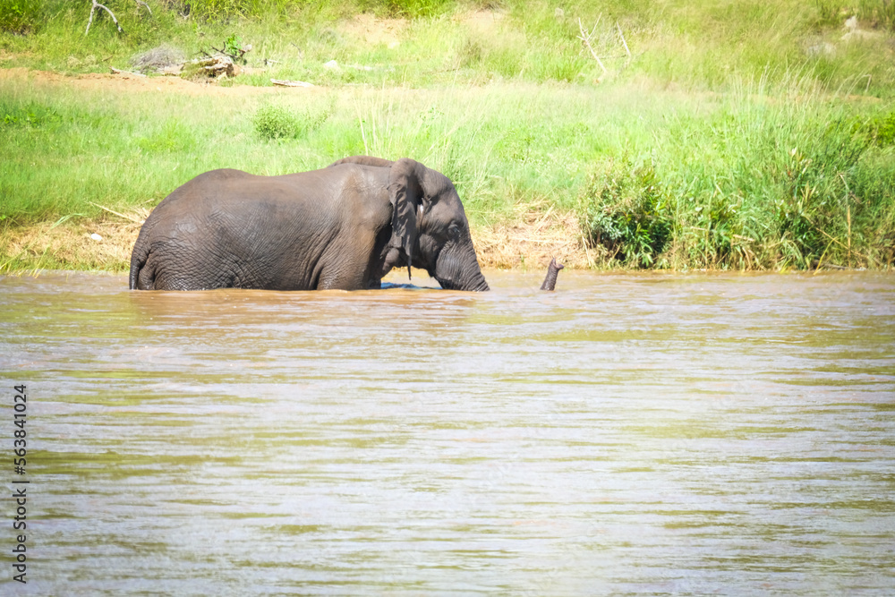 Elephant in the river Elephant in the river