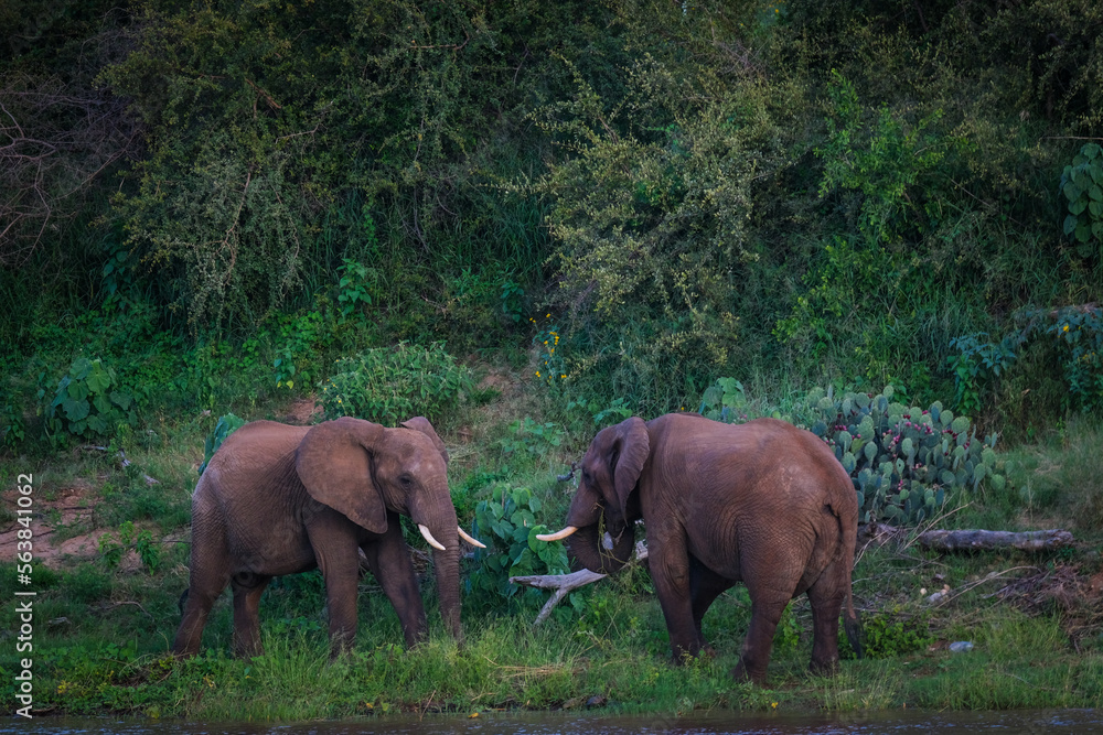 Fototapeta premium Playing elephants