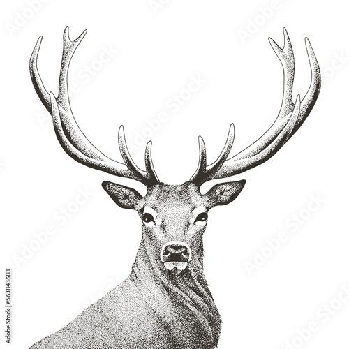 Fototapet Vector illustration of hand drawn noble deer
