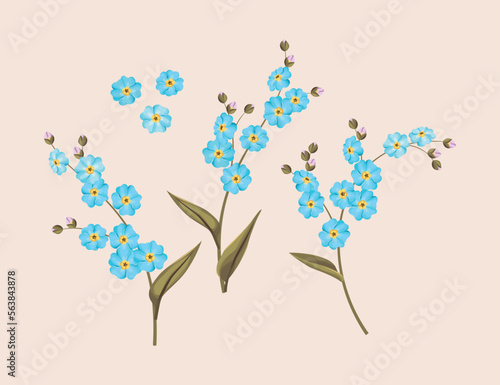 Vector set of forget me not flowers