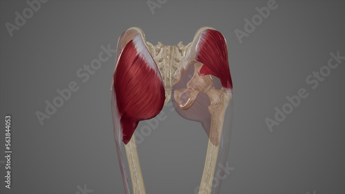 Superficial Muscles of the Gluteal Region photo