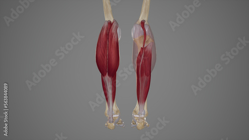 Superficial Posterior Muscles of Lower Leg