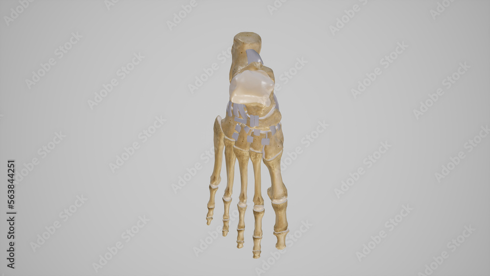 Anatomical Illustration of Tarsal Joints