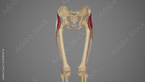 Medical Illustration of Tensor Fascia Lata Muscle photo
