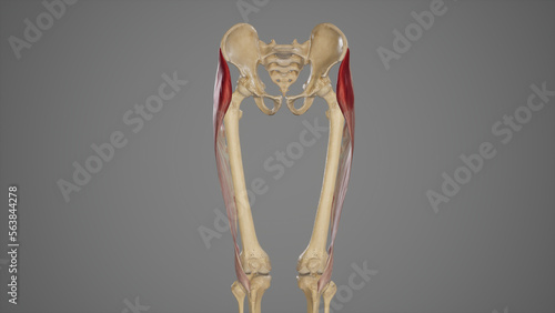 Photography Medical Illustration of Tensor Fascia Lata Muscle