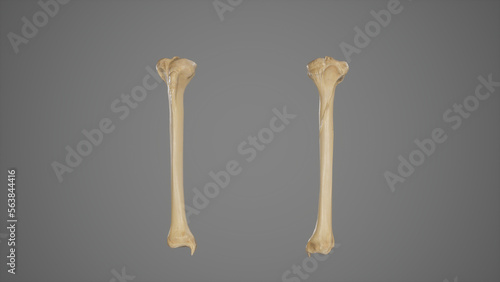 Anterior and Posterior View of Tibia