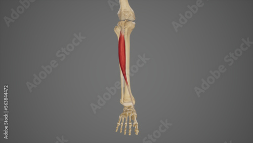 Medical Illustration of Tibialis Anterior photo