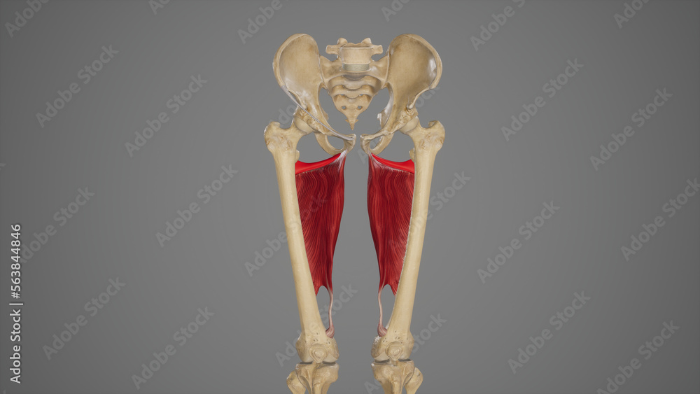 Medical Acurate Illustration of Adductor Minimus