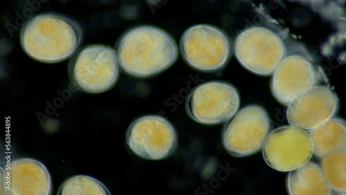 Movement of embryos in eggs of Turbellaria worms under a microscope. Order Polycladida, type Platyhelminthes. The specimen was found in the White Sea. photo