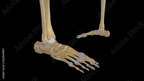 Fotografie Ankle Joint Medial and Lateral Views