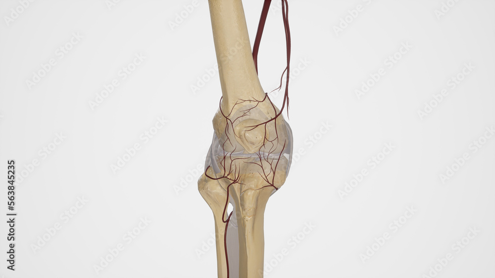 Arterial Anastomosis of Knee Joint Arterial Anastomosis of Knee Joint