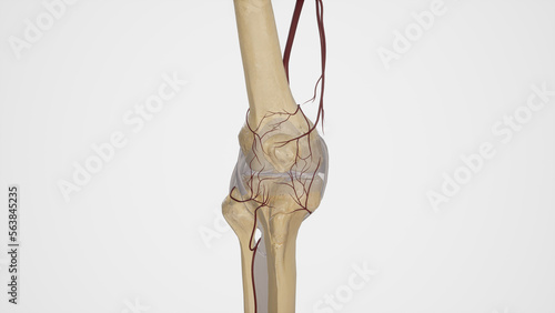 Arterial Anastomosis of Knee Joint photo