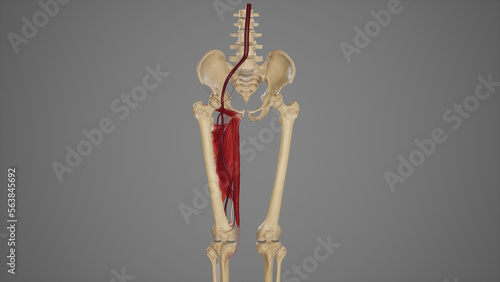 Anatomical Illustration of Femoral Artery