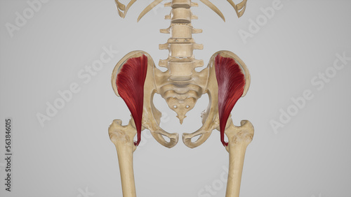 Medical Illustration of Iliacus Muscle photo
