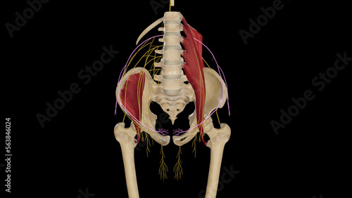 Anatomical Illustration of Iliohypogastric Nerve photo