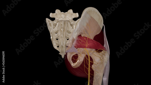 Anatomical Illustration of Inferior Gluteal Nerve photo
