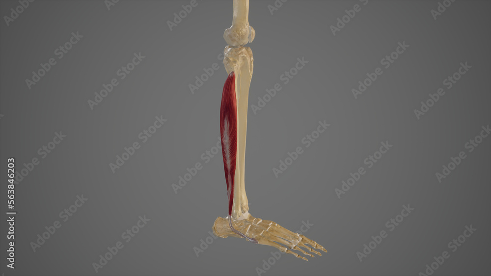 Lateral Muscles of Lower Leg