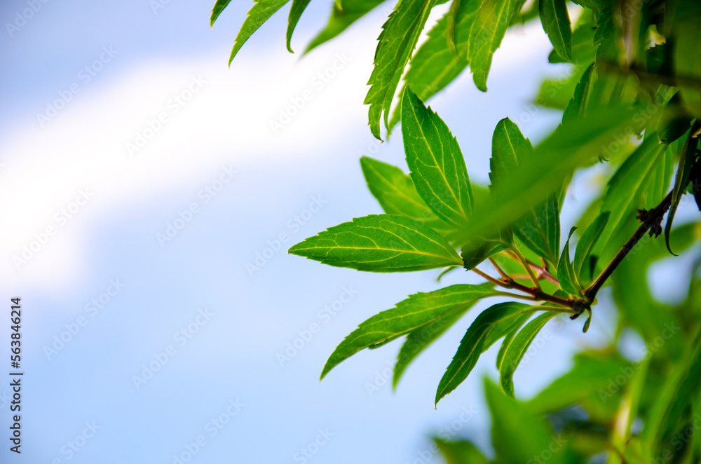 Abstract green leaves nature texture background. Creative layout for design Abstract green leaves nature texture background. Creative layout for design